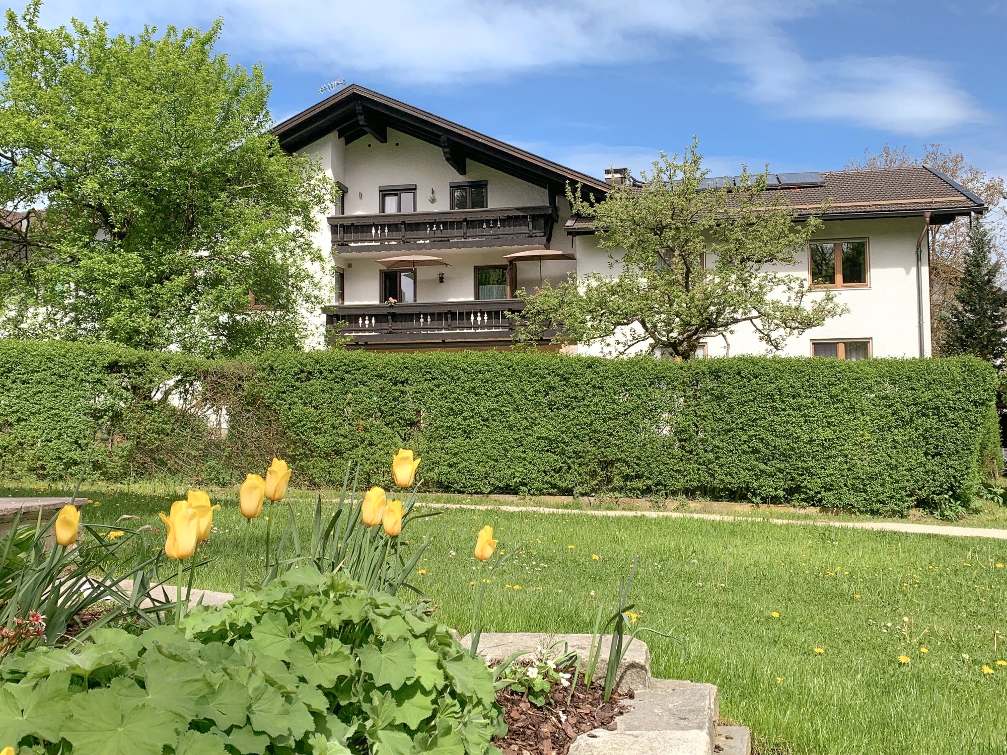Die Außenansicht eines bayerischen Hauses mit dunklen Holzbalkonen, weißen Wänden und einem gepflegten grünen Garten, in dem im Vordergrund gelbe Tulpen blühen.