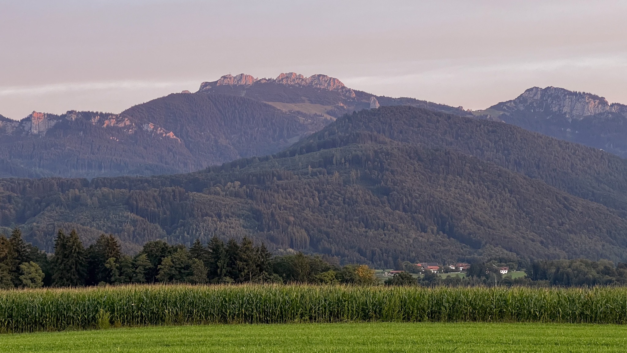 Blick über ein grünes Maisfeld auf die bewaldeten Berge und die markanten Felsen der Kampenwand im warmen Abendlicht.